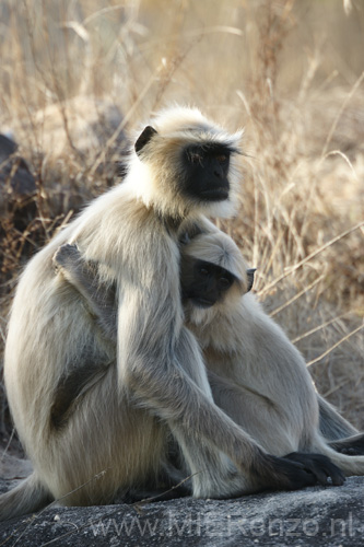 20130310082536 Mier - Bandhavgarh NP