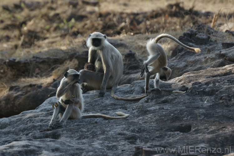 20130310082715 Mier - Bandhavgarh NP