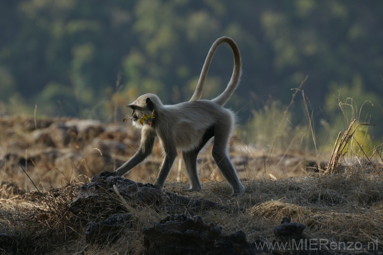 20130310082821 Mier - Bandhavgarh NP