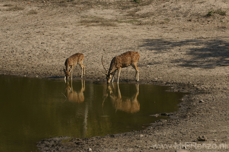 20130310091656 Mier - Bandhavgarh NP