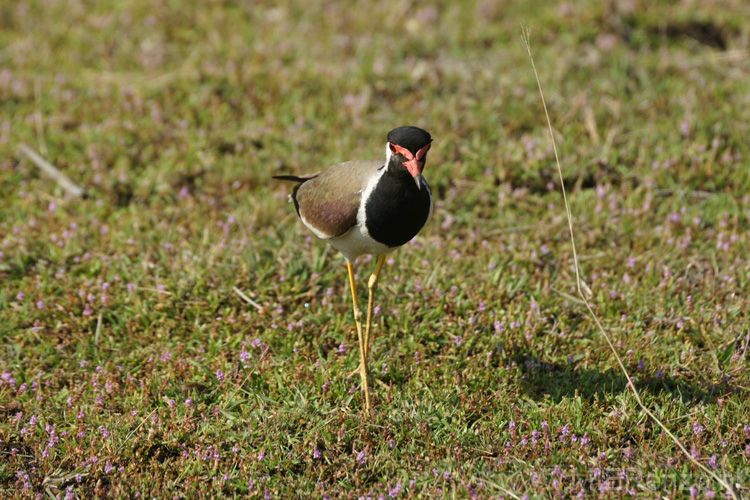 20130310092213 Mier - Bandhavgarh NP