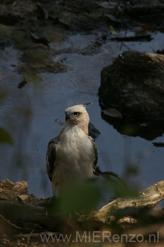 20130311103113 Mier -  Kanha NP
