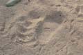 20130308074917 Mier - Bandhavgarh NP - footprint tijger