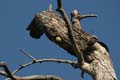 20130308075640 Mier - Bandhavgarh NP