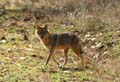 20130308083935 Mier - Bandhavgarh NP