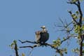 20130308092324 Mier - Bandhavgarh NP