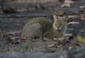 20130308174555 Mier - Bandhavgarh NP