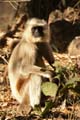 20130309074844 Mier - Bandhavgarh NP