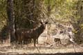 20130309092704 Mier - Bandhavgarh NP