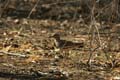 20130309155802 Mier - Bandhavgarh NP