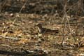 20130309155802 Mier - Bandhavgarh NP