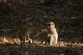 20130309161504 Mier - Bandhavgarh NP