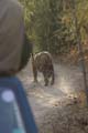 20130309170650 Mier - Bandhavgarh NP - En weg gaat ie