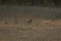 20130310071209 Mier - Bandhavgarh NP