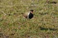 20130310092213 Mier - Bandhavgarh NP