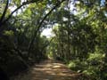 20130310093346 Mier - Bandhavgarh NP