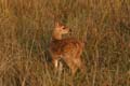 20130311071505 Mier - Kanha NP