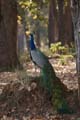 20130311091808 Mier - Kanha NP