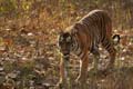 20130311162747 Mier - Kanha NP