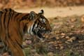 20130311165436 Mier - Kanha NP