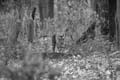 20130311172333 Mier - Kanha NP