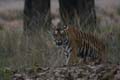 20130311172510 Mier - Kanha NP