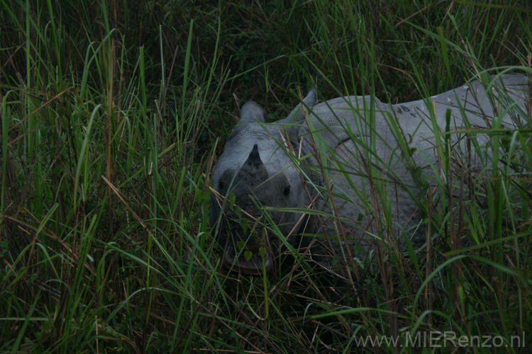 20130315054747 Mier - Kaziranga NP