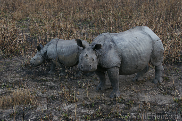 20130315060431 Mier - Kaziranga NP