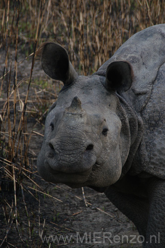 20130315060520 Mier - Kaziranga NP