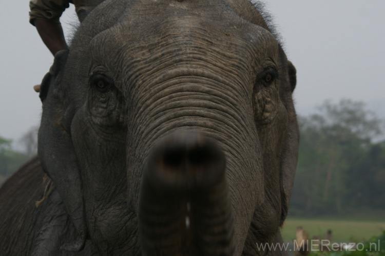 20130315162312 Mier - Kaziranga NP Ga weg met die slurf!