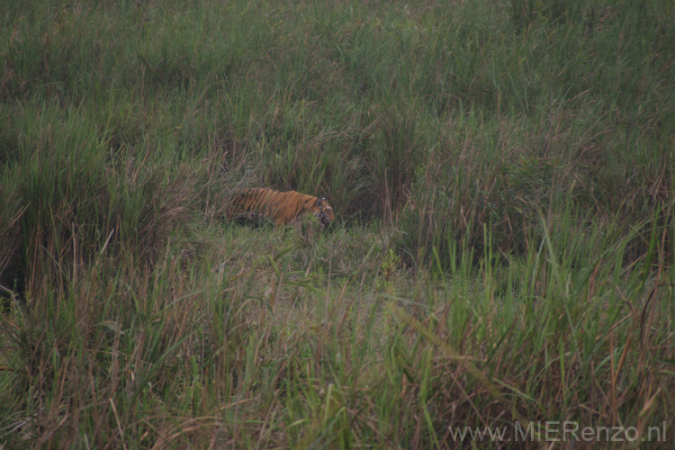 20130315164325 Mier - Kaziranga NP  De bonustijger