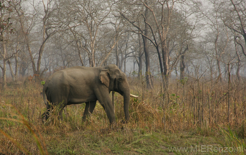 20130316083230 Mier - Kaziranga NP