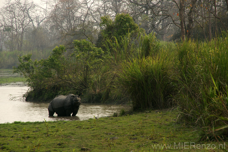 20130316084316 Mier - Kaziranga NP