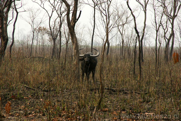 20130316085946 Mier - Kaziranga NP