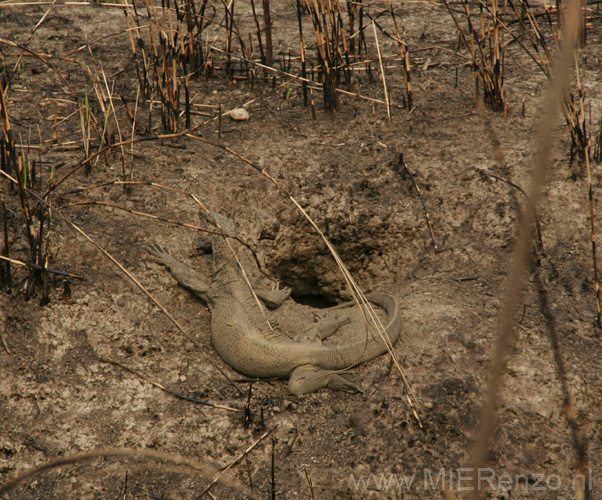 20130316092109 Mier - Kaziranga NP