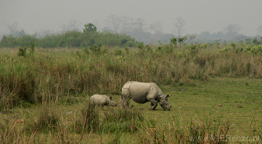 20130316093448 Mier - Kaziranga NP