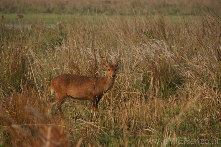 20130316155955 Mier - Kaziranga NP