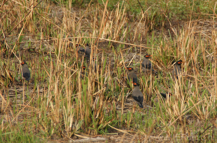 20130316160146 Mier - Kaziranga NP