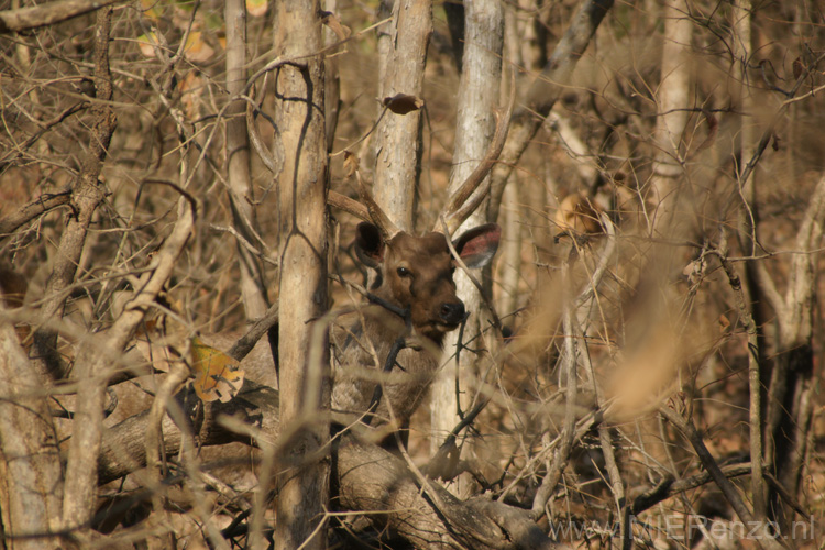 20130319090713 Mier - Sasan Gir NP