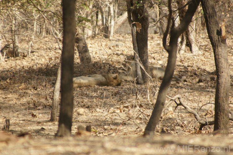 20130319092214 Mier - Sasan Gir NP