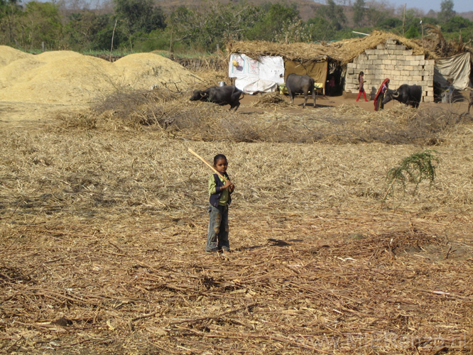 20130319094410 Ma - Sasan Gir NP