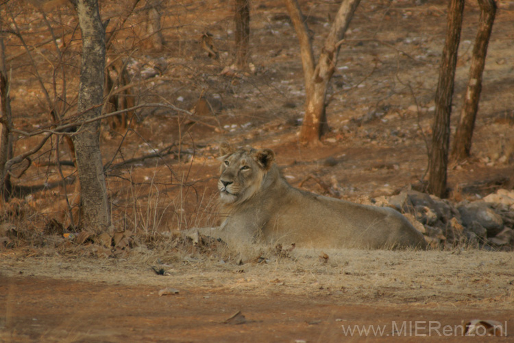 20130319182627 Mier - Sasan Gir NP