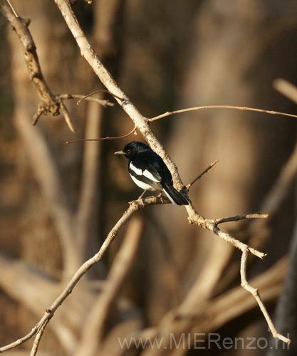 20130320074333 Mier - Sasan Gir NP