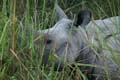 20130315054805 Mier - Kaziranga NP