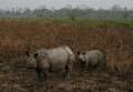 20130315060327 Mier - Kaziranga NP
