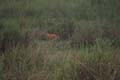 20130315164325 Mier - Kaziranga NP  De bonustijger