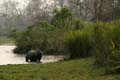 20130316084316 Mier - Kaziranga NP