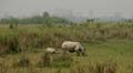 20130316093448 Mier - Kaziranga NP