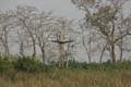 20130316093959 Mier - Kaziranga NP