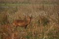 20130316155955 Mier - Kaziranga NP